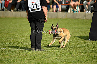 Serro de lorigine de faucon rouge